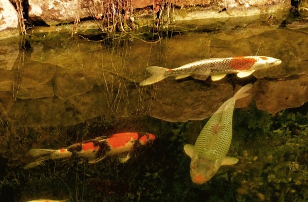 Wie meine drei Koi zu mir&nbsp;fanden